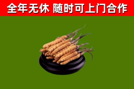 江门回收冬虫夏草